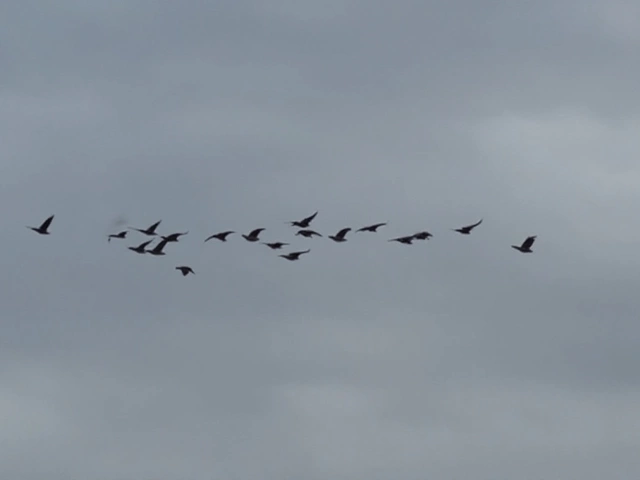 Lakeland Library Offers Fall Break Crochet Class for Teens with Prerequisite Skills